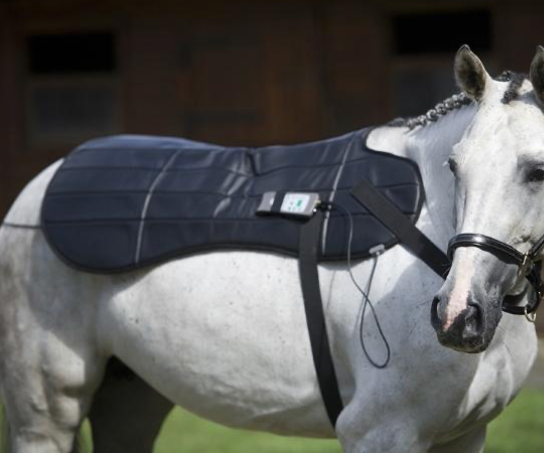 OMI PEMF Equine Bundle