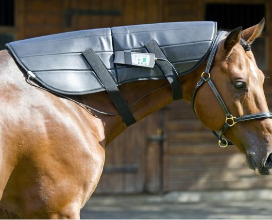 OMI PEMF Equine Bundle