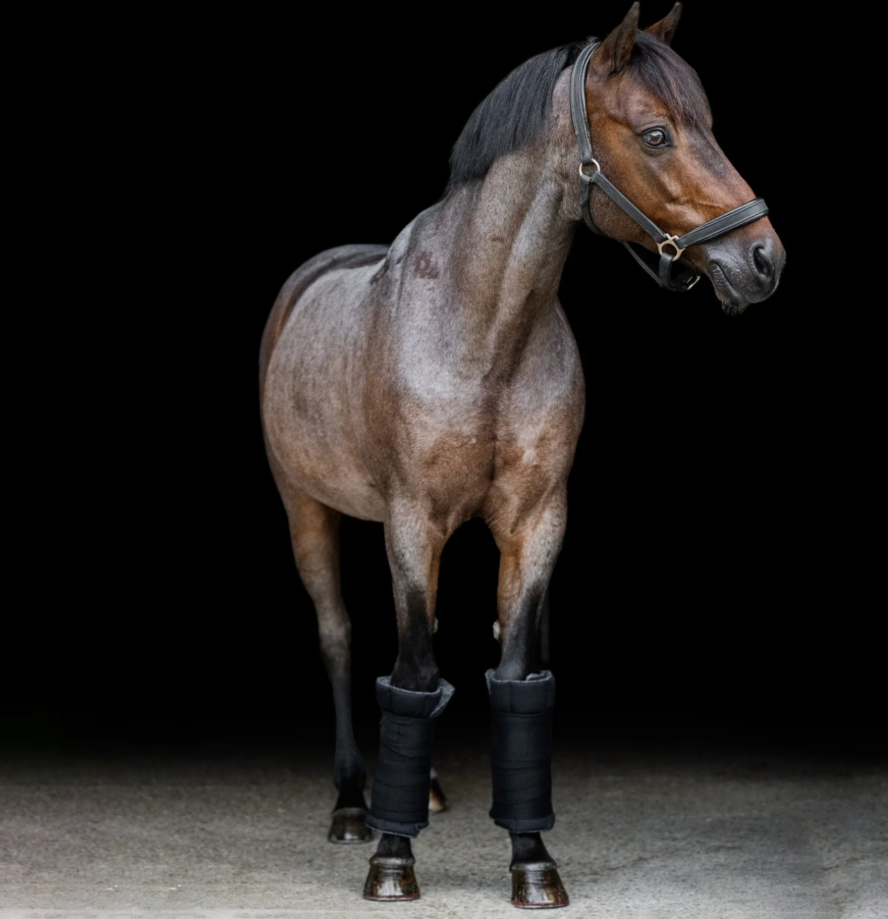 Incrediwear Equine Standing Circulation Wraps (Black)