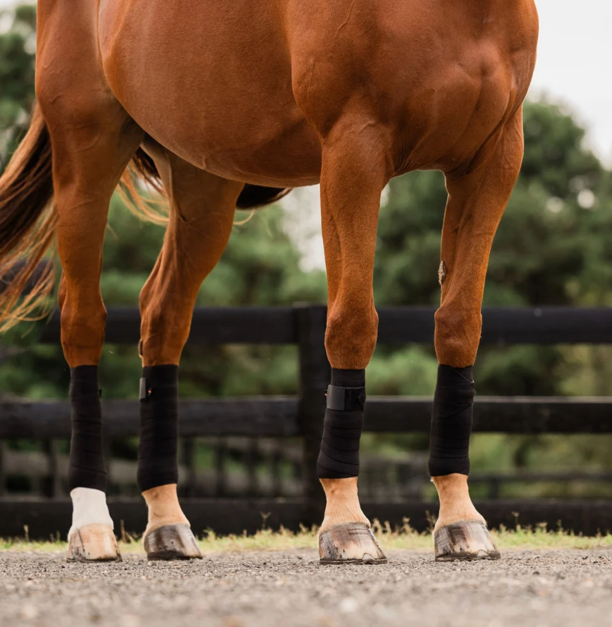 Incrediwear Equine Circulation Bandages (Black)