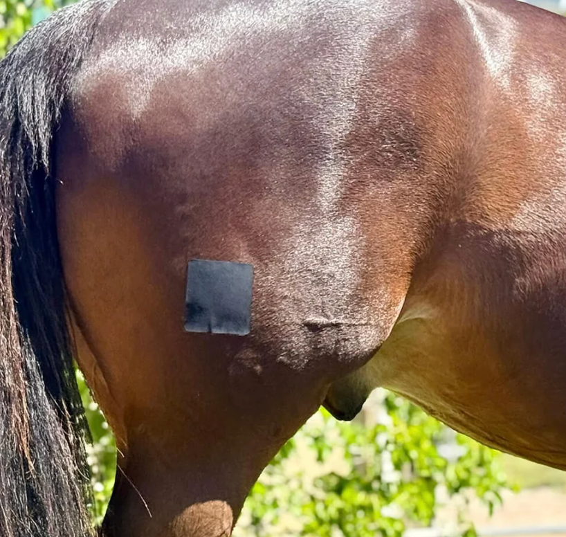 Equifixt Plasters